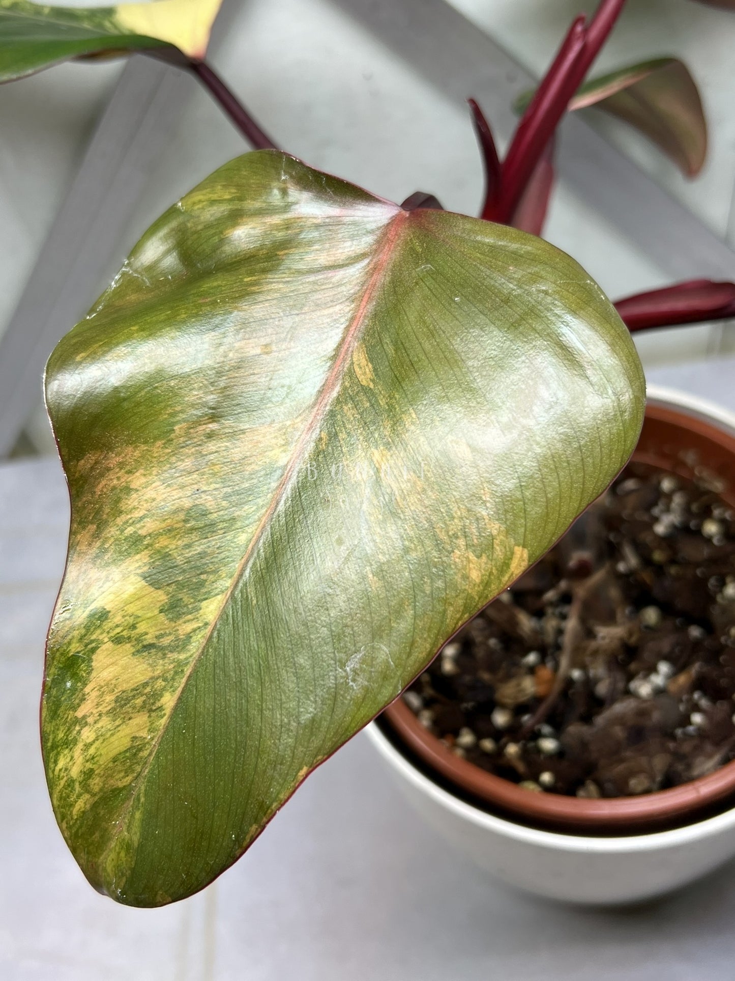 Philodendron Strawberry Shake Nr.2