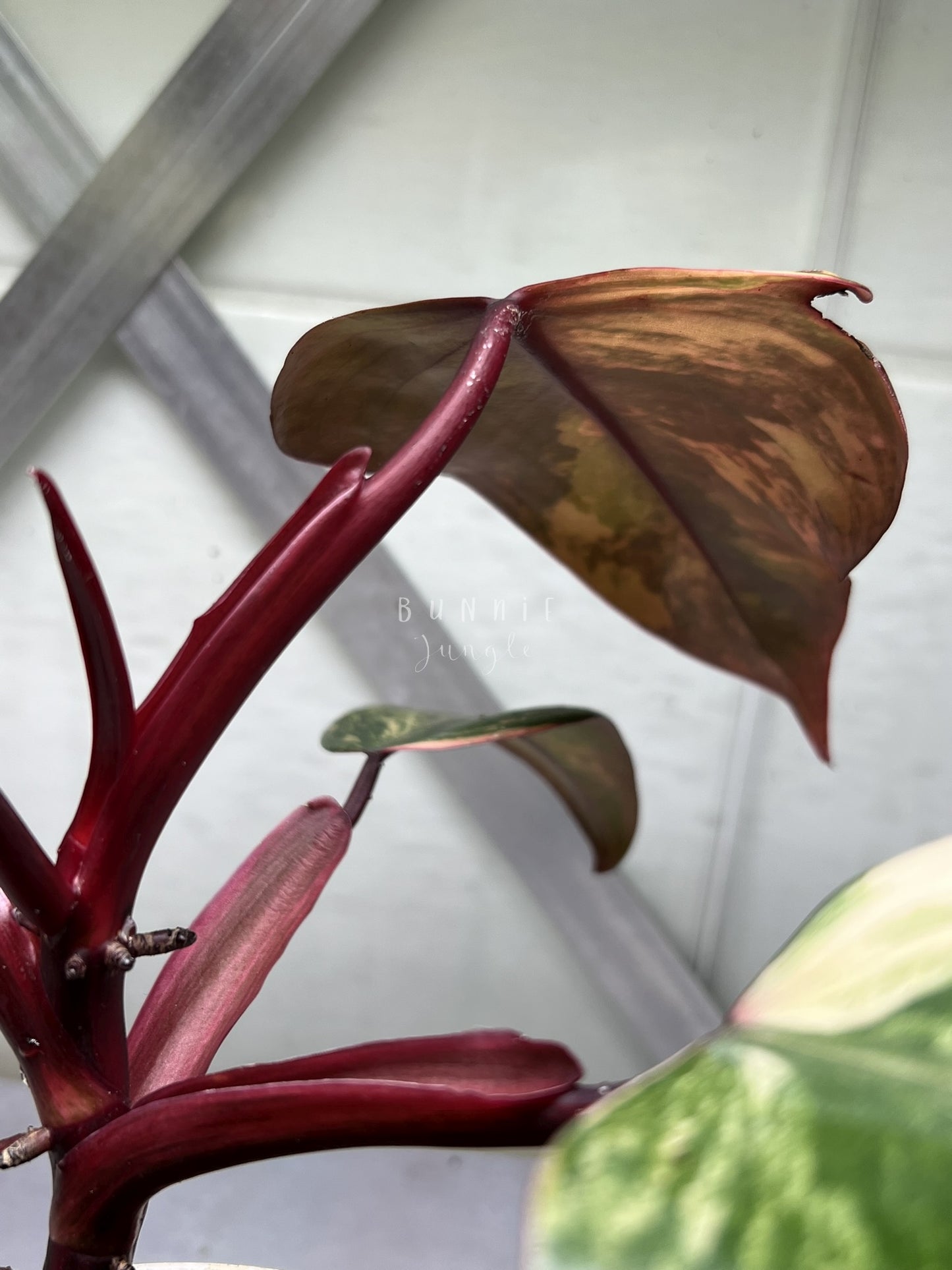 Philodendron Strawberry Shake Nr.2