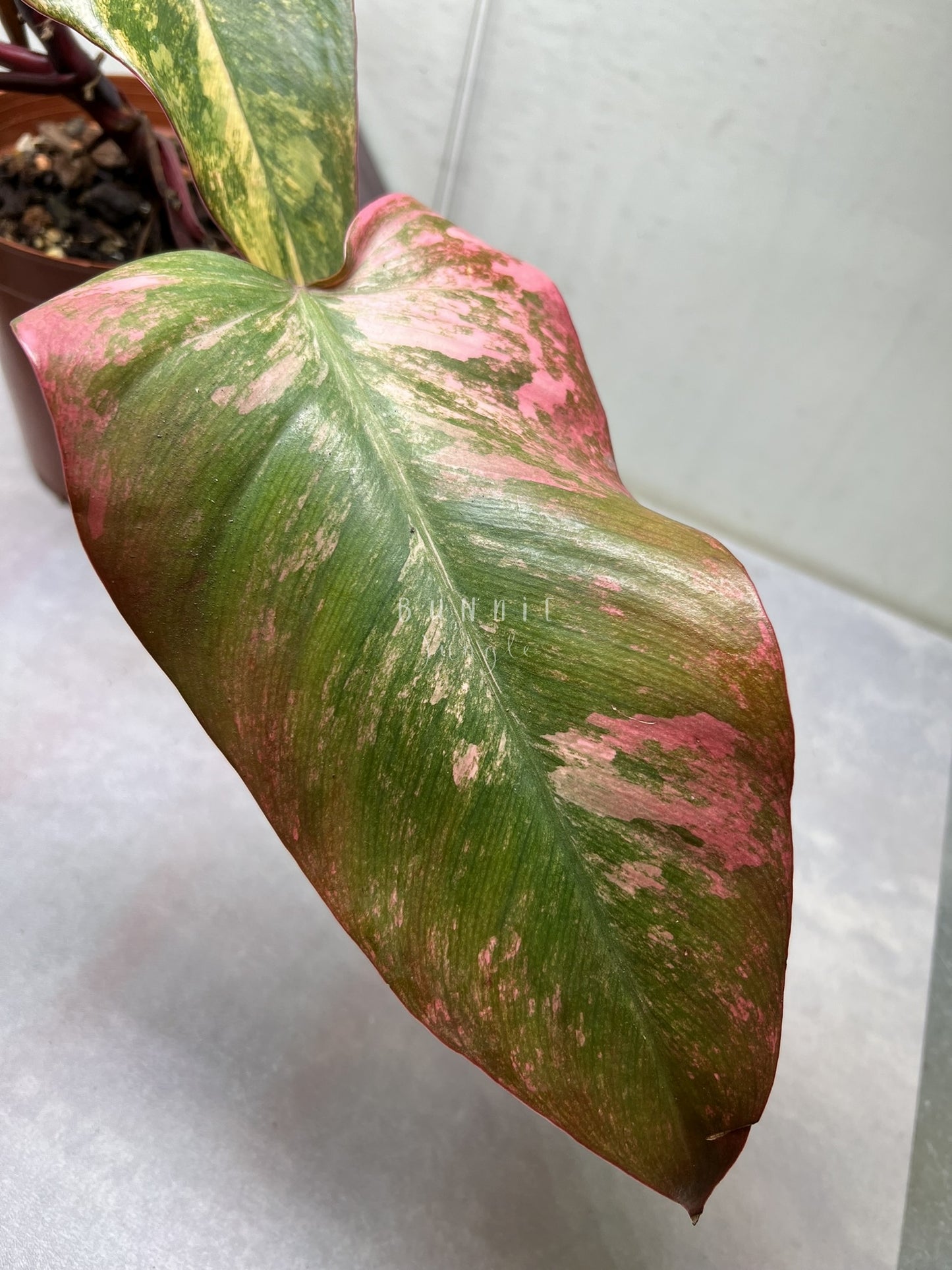 Philodendron Strawberry Shake Nr.1