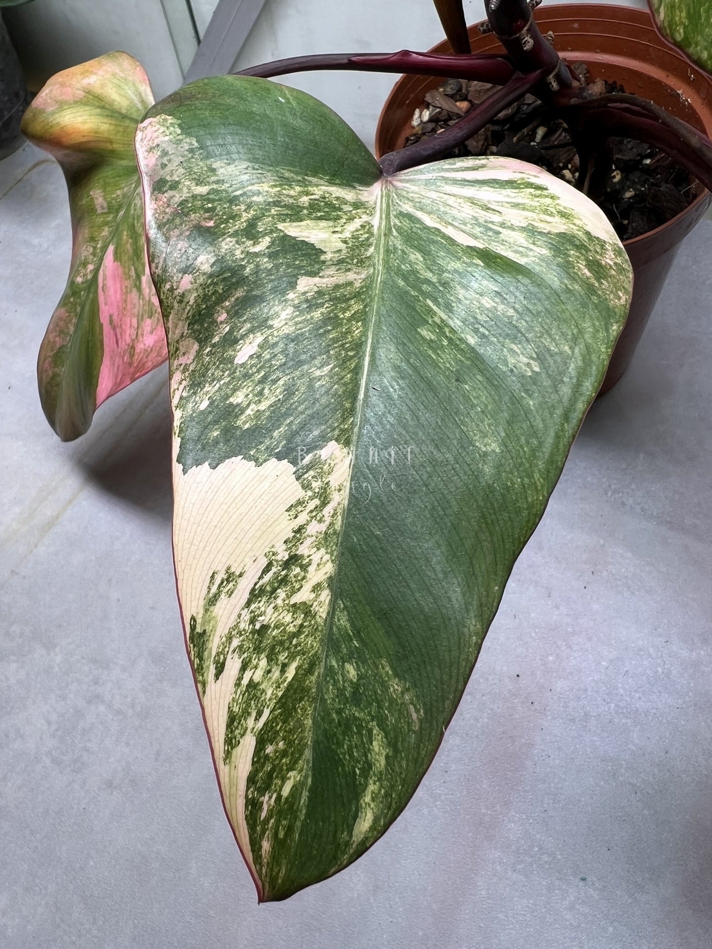 Philodendron Strawberry Shake Nr.1