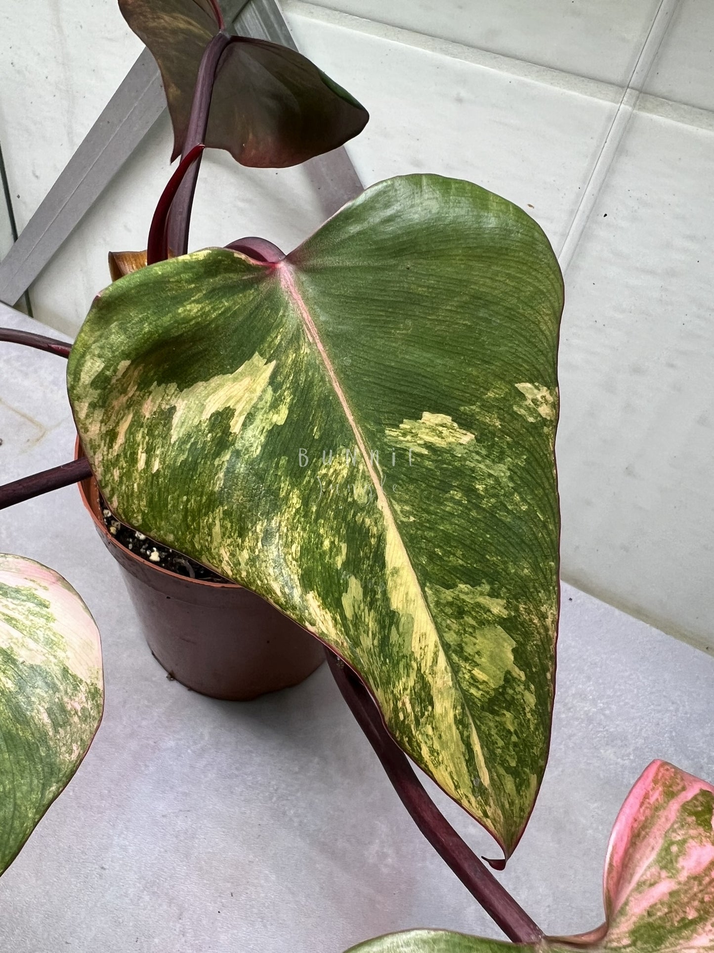 Philodendron Strawberry Shake Nr.1