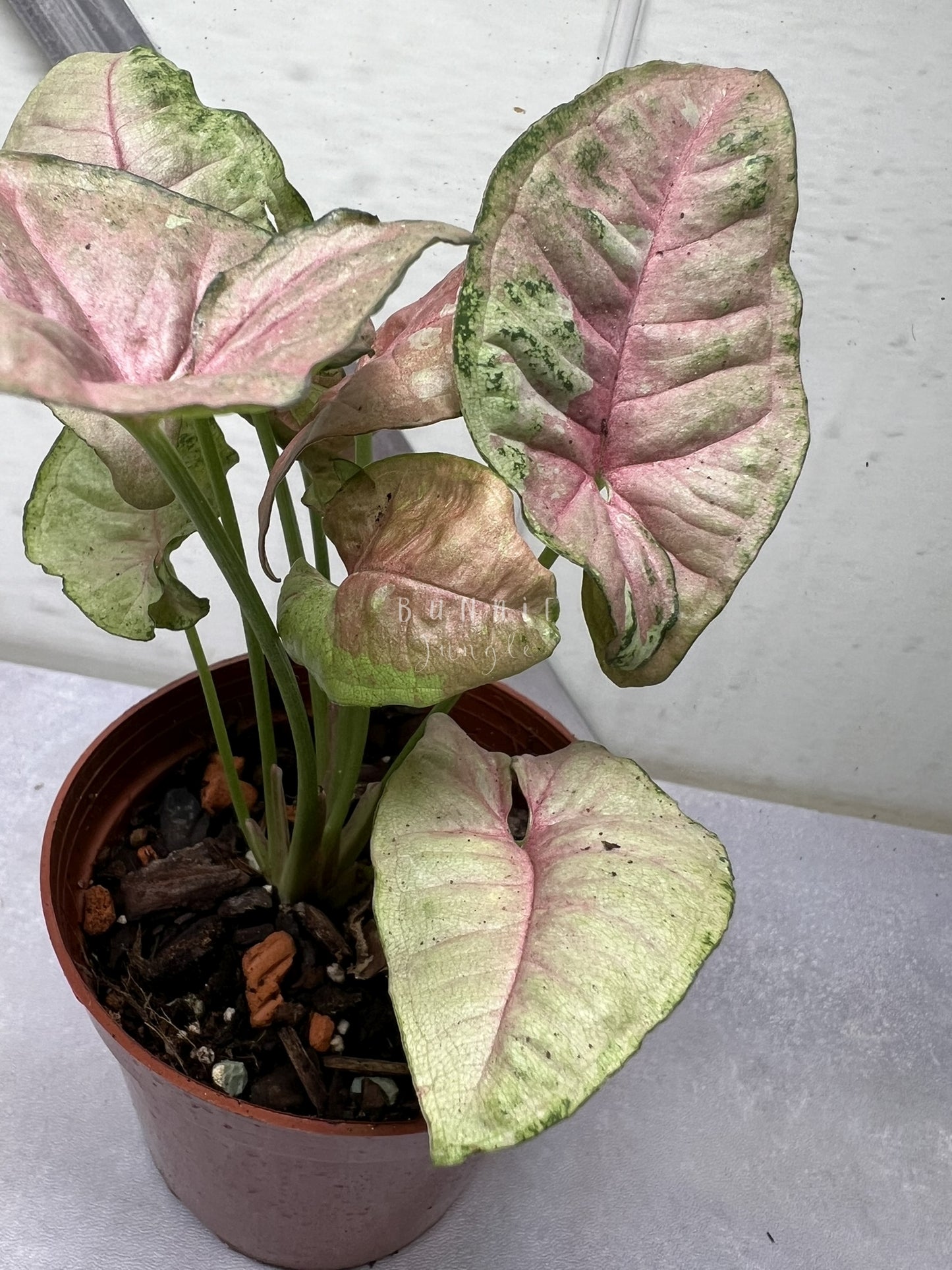 Syngonium Pink Candy Nr. 1