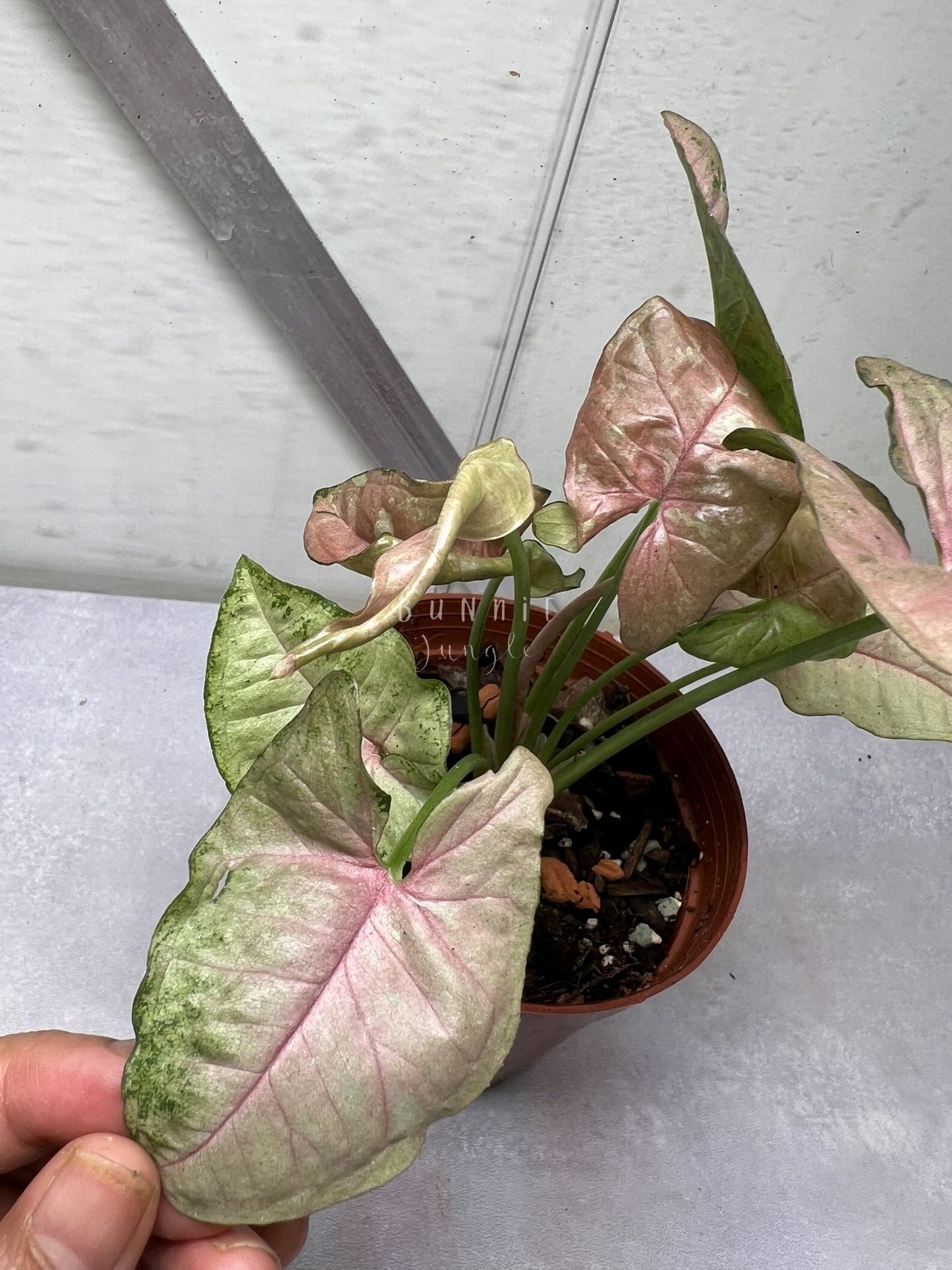 Syngonium Pink Candy Nr. 1