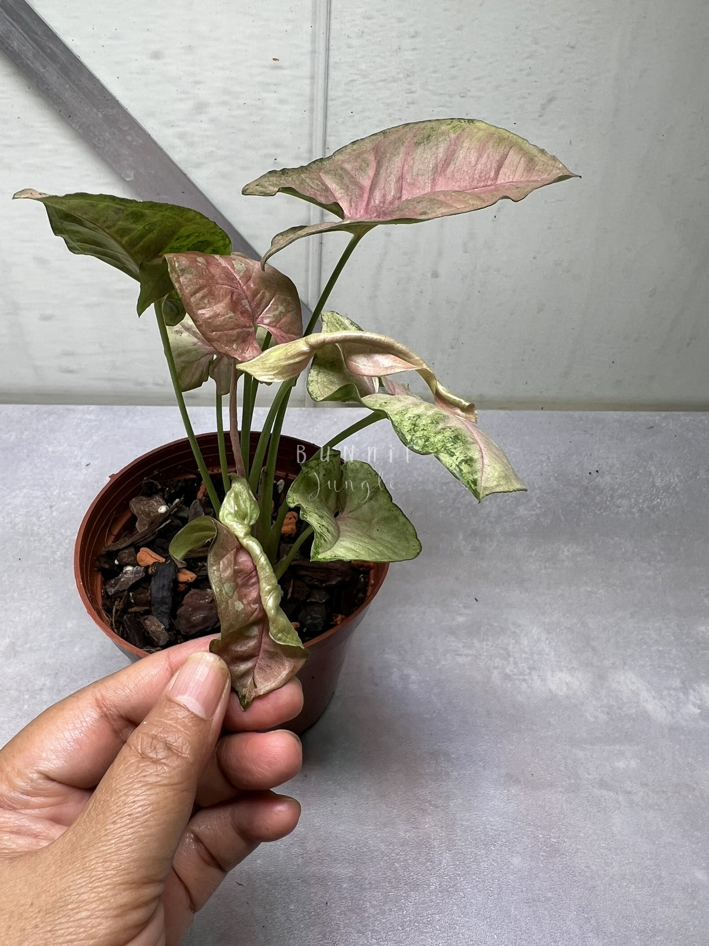 Syngonium Pink Candy Nr. 1