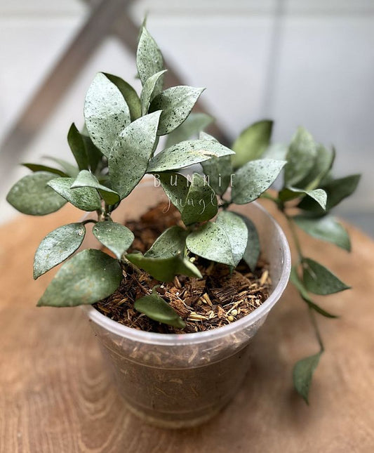 Hoya Lacunosa Silver