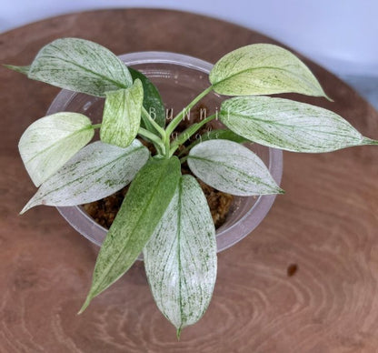 Philodendron Florida Ghost x Tortum