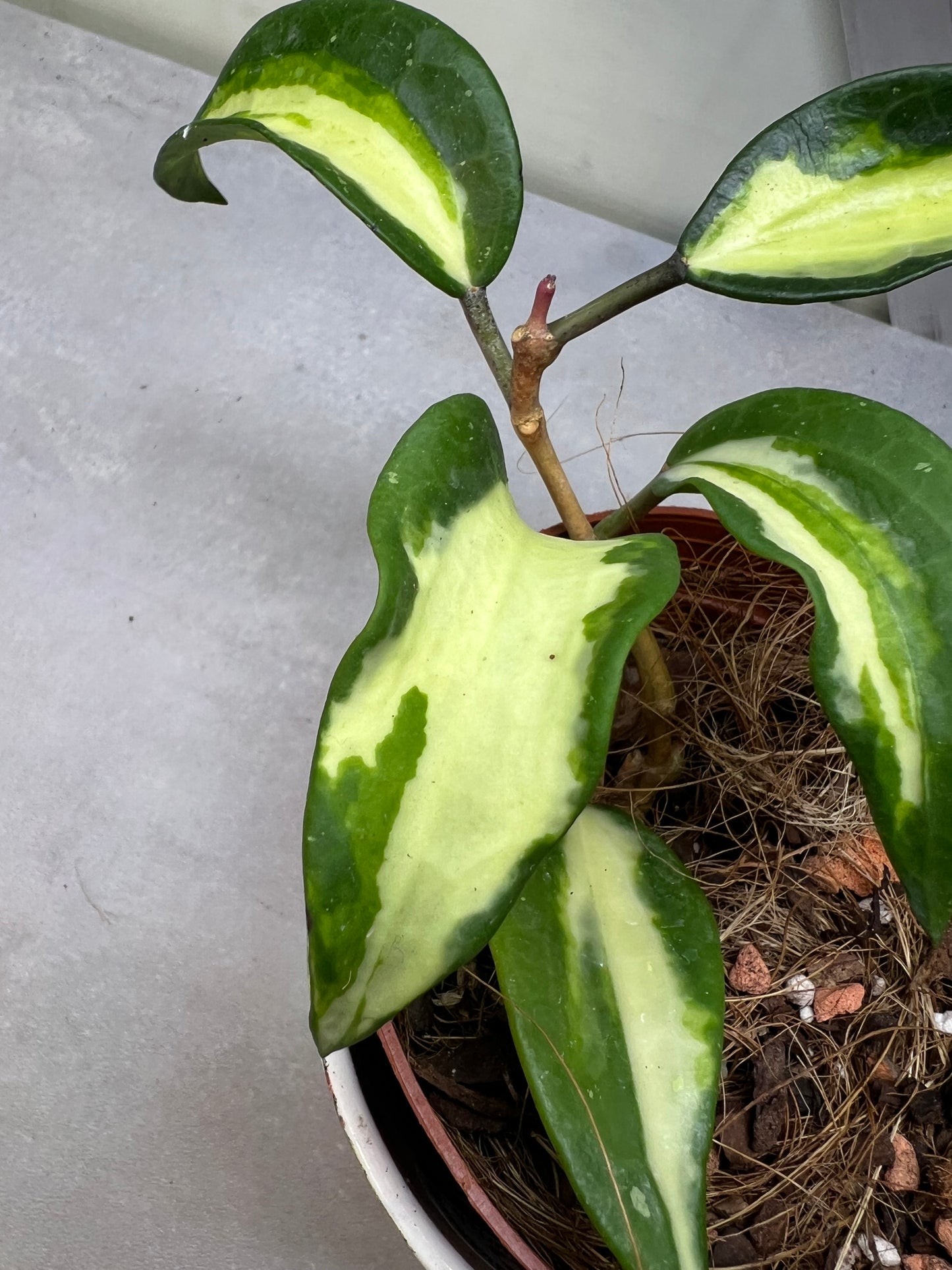 Hoya Latifolia 'Queensy' not POG "RARE"