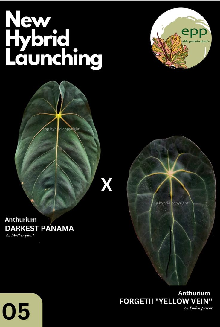 Anthurium Darkest Panama x Forgetii Yellow Vein