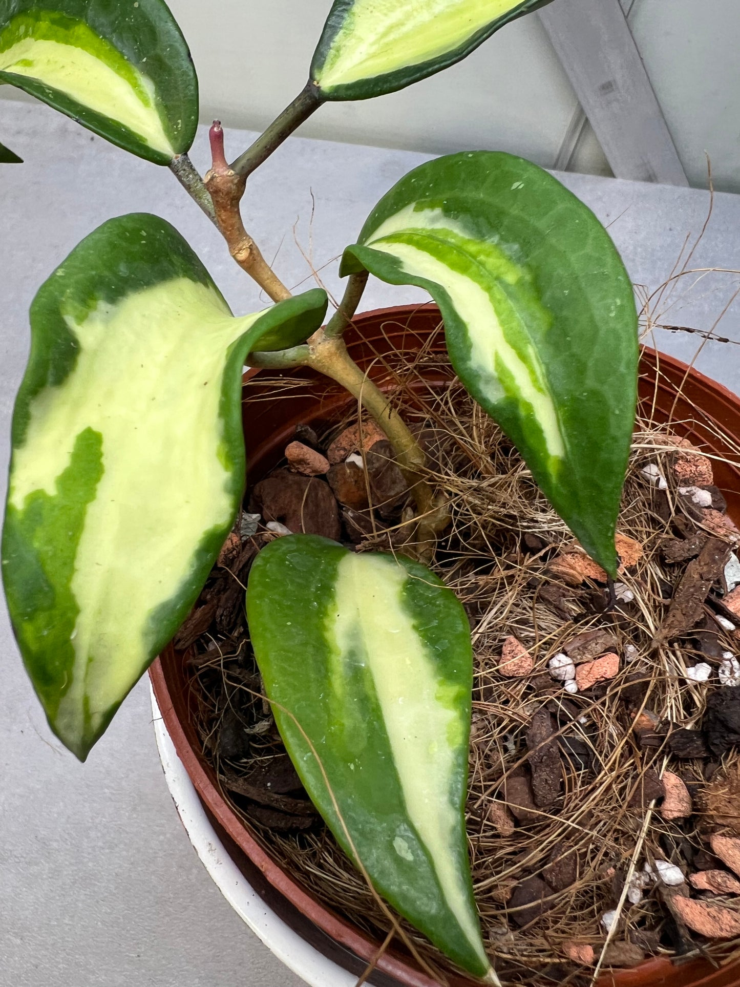 Hoya Latifolia 'Queensy' not POG "RARE"