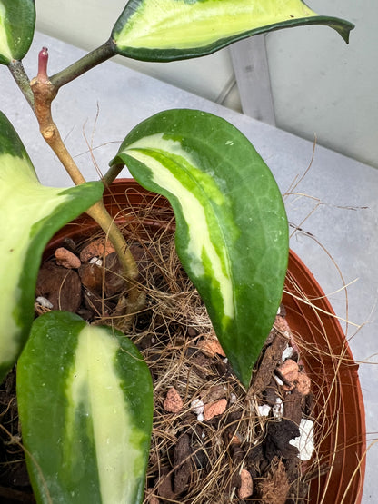 Hoya Latifolia 'Queensy' not POG "RARE"