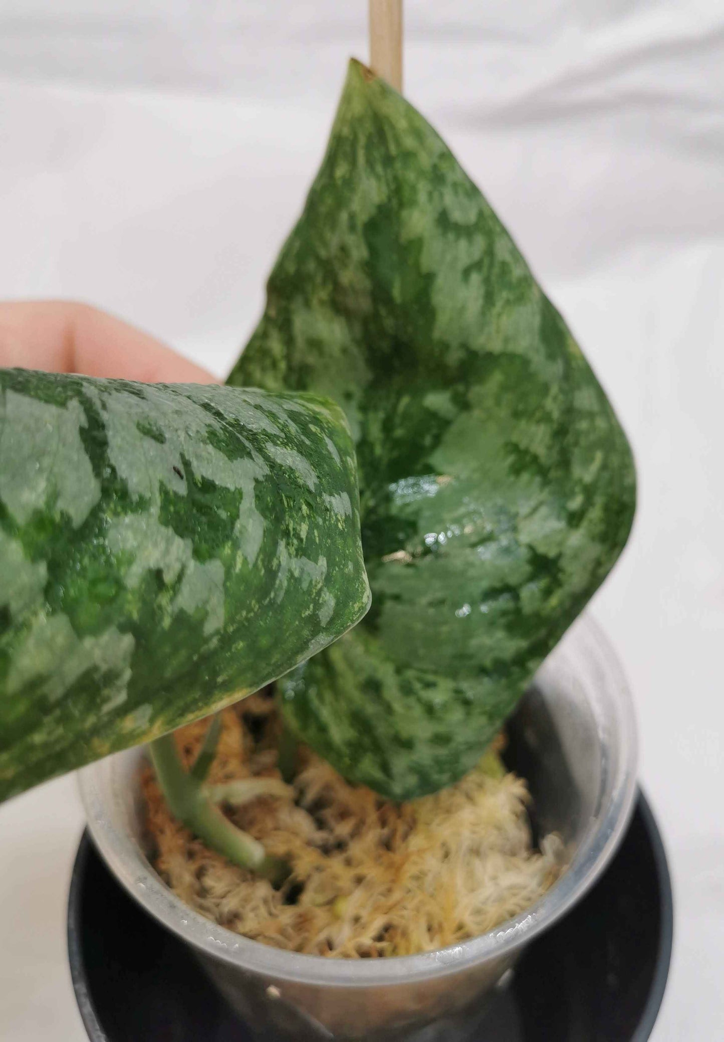 Scindapsus Tembaga Nr.1