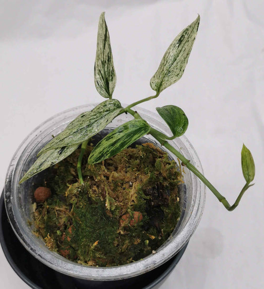 Scindapsus  Mutiara Nr.2