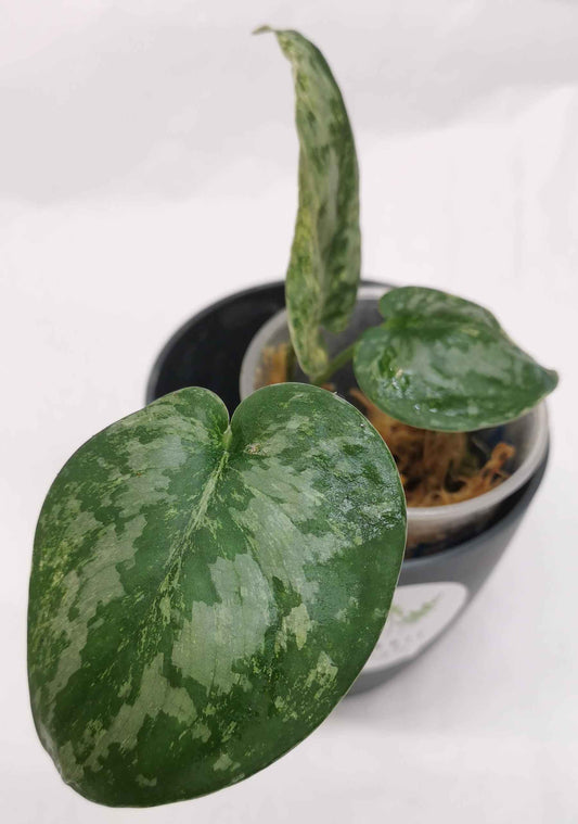 Scindapsus Tembaga Nr.2