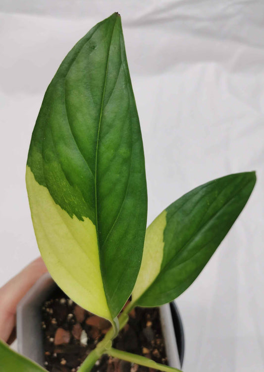 monstera acacoyaguensis variegated