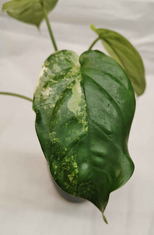 Syngonium Chiapense Variegata