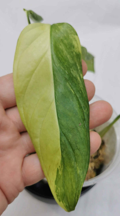 Monstera Obliqua Muyuna Variegated Nr.2