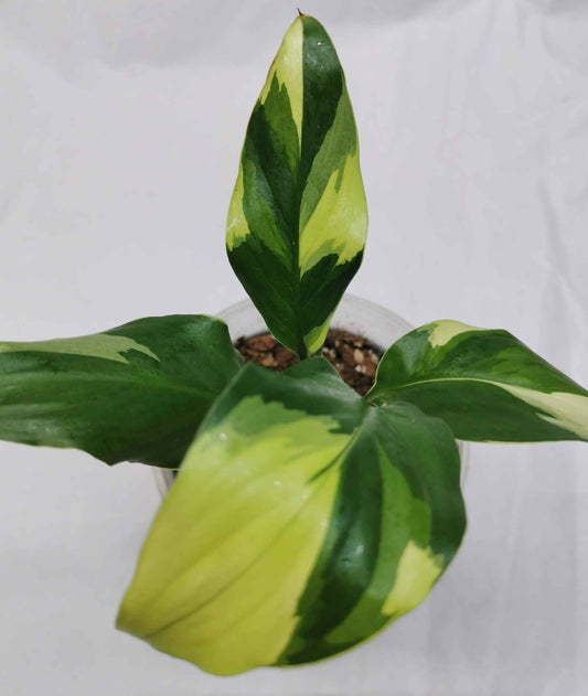 Spathiphyllum Neon