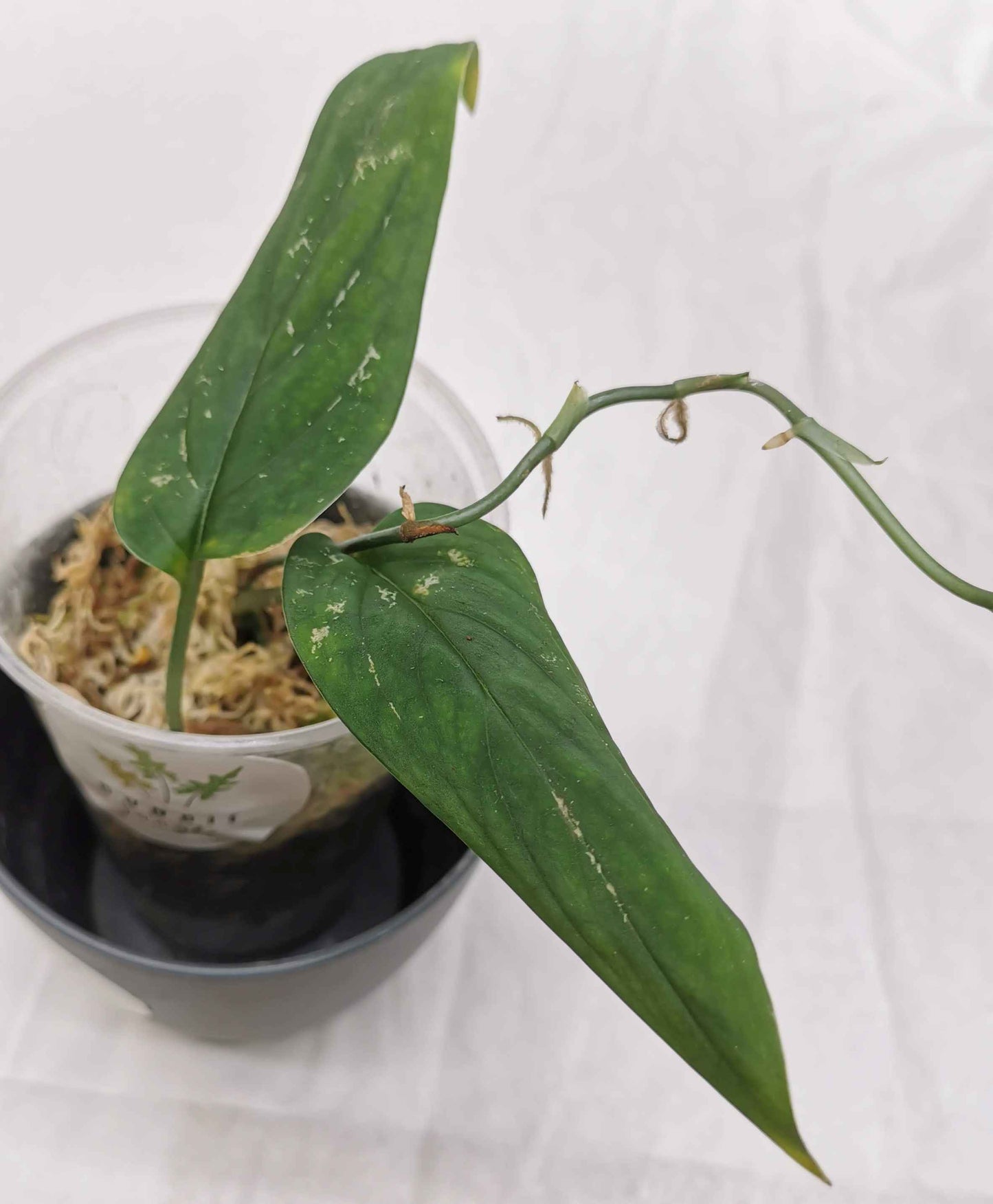 Monstera Barrieri