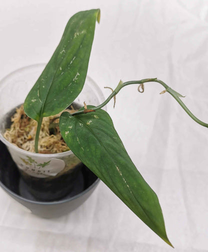 Monstera Barrieri