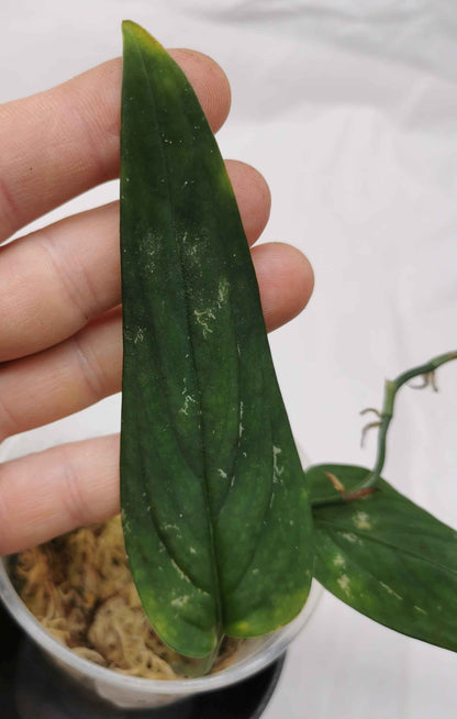 Monstera Barrieri