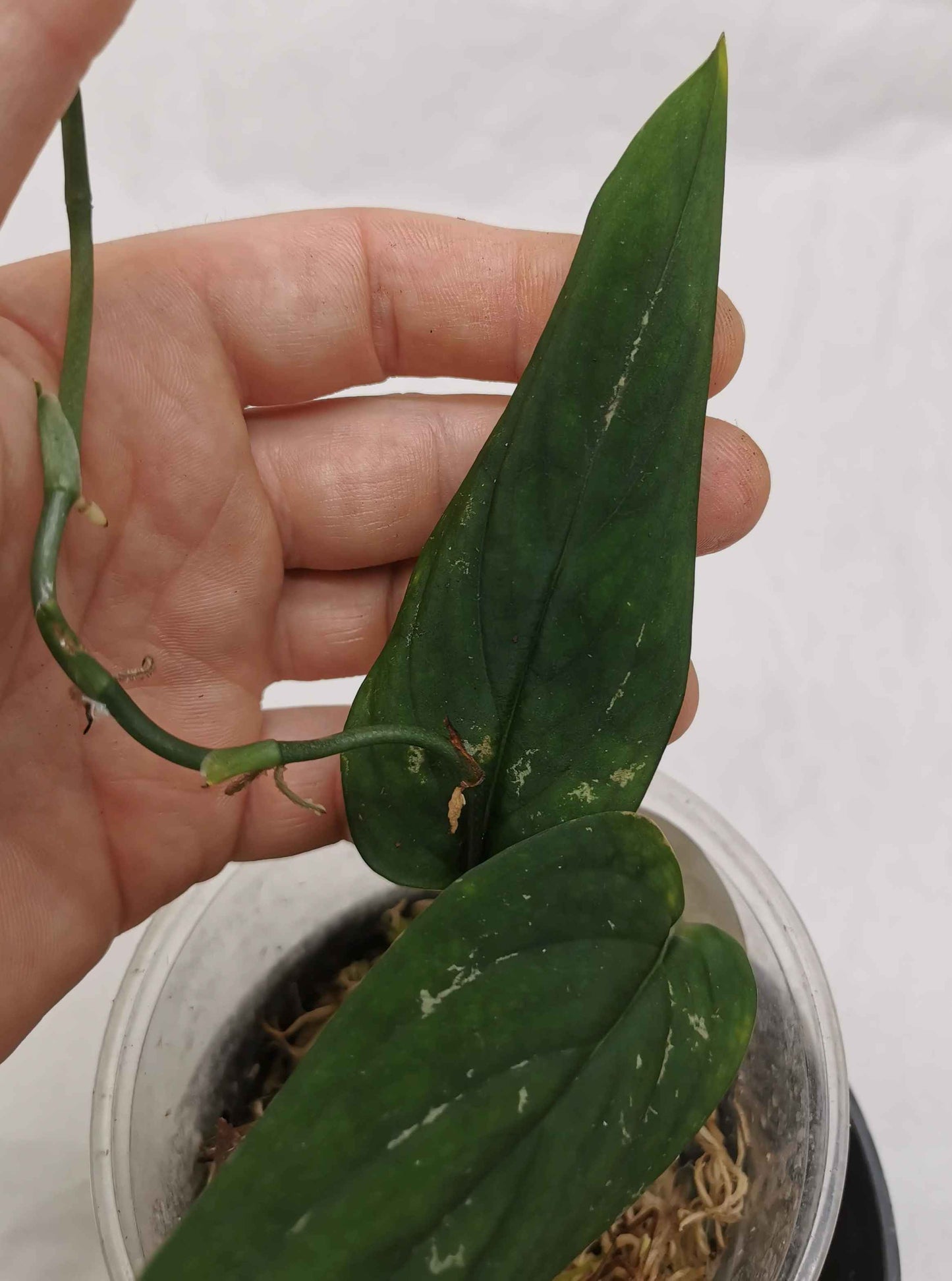 Monstera Barrieri