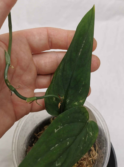 Monstera Barrieri