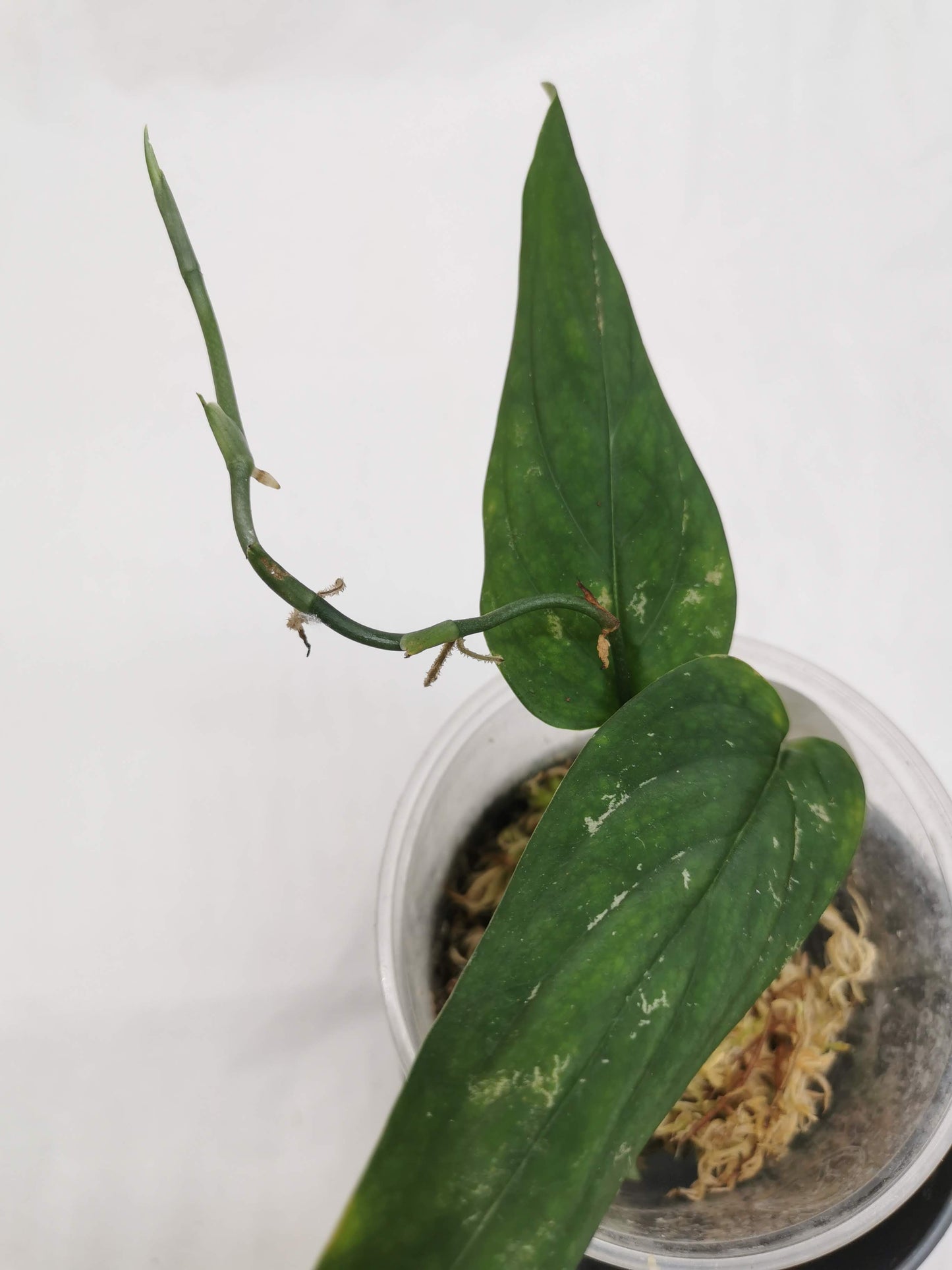 Monstera Barrieri