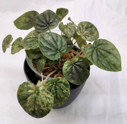 Peperomia pink lady