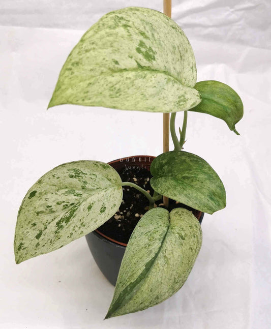 Scindapsus cream blue Nr.4