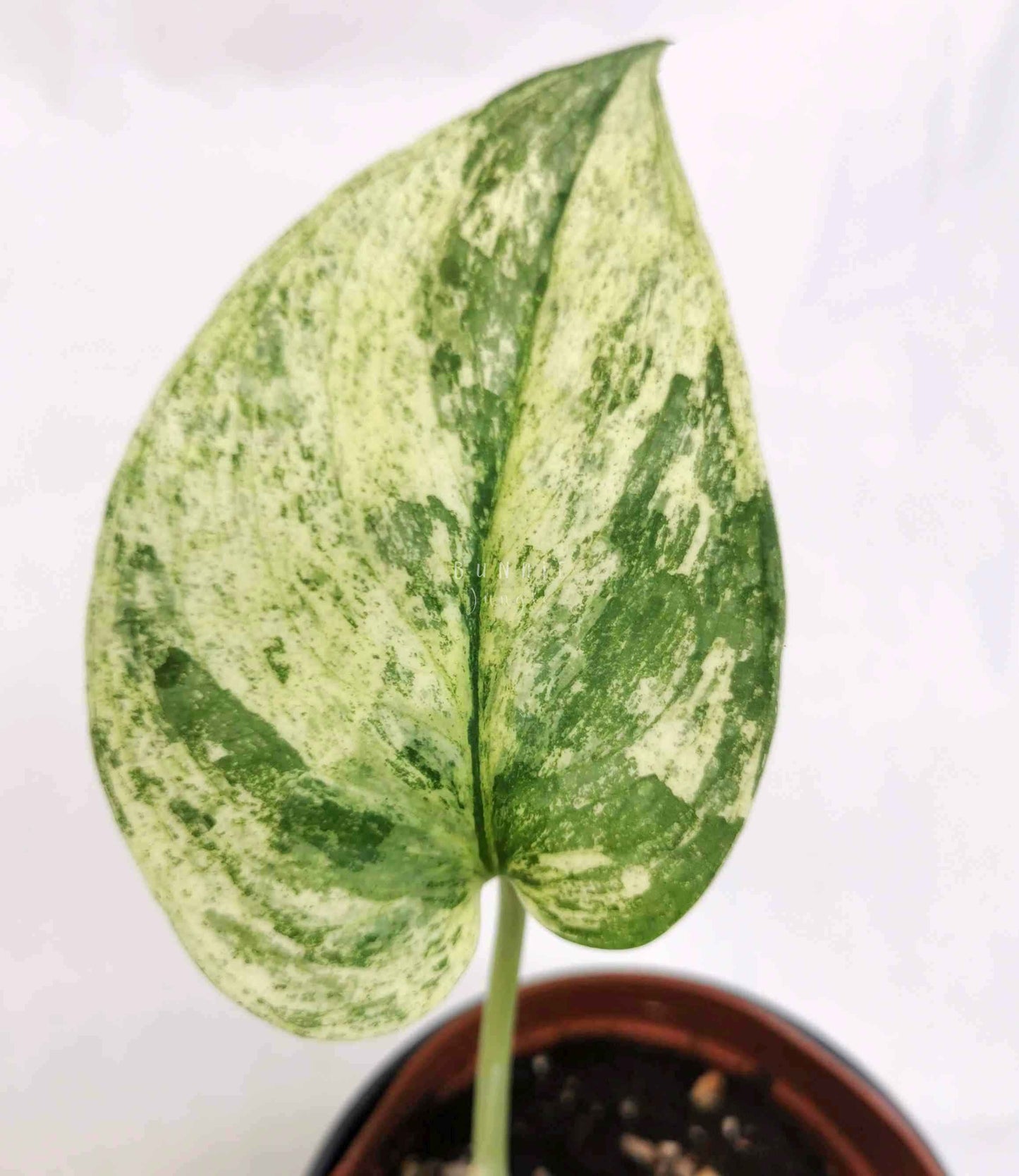 Scindapsus exotica albo Nr.5