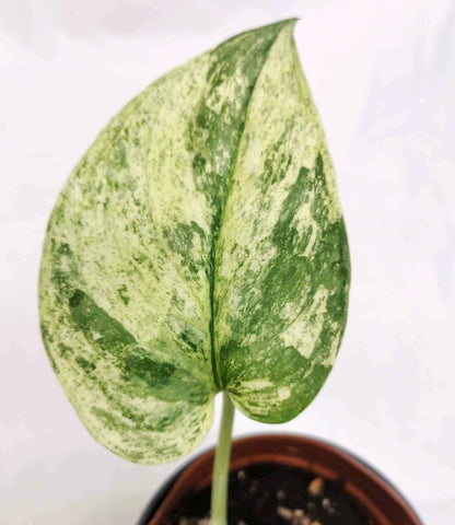 Scindapsus exotica albo Nr.5