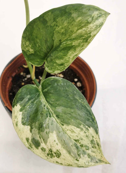 Scindapsus exotica albo Nr.5