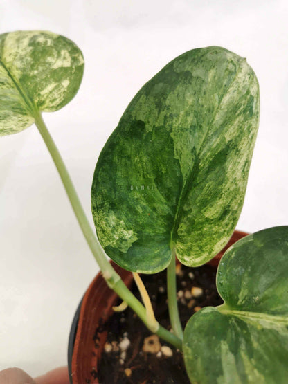 Scindapsus exotica albo Nr.5