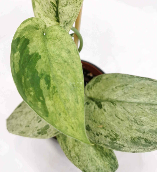 Scindapsus cream blue Nr.3