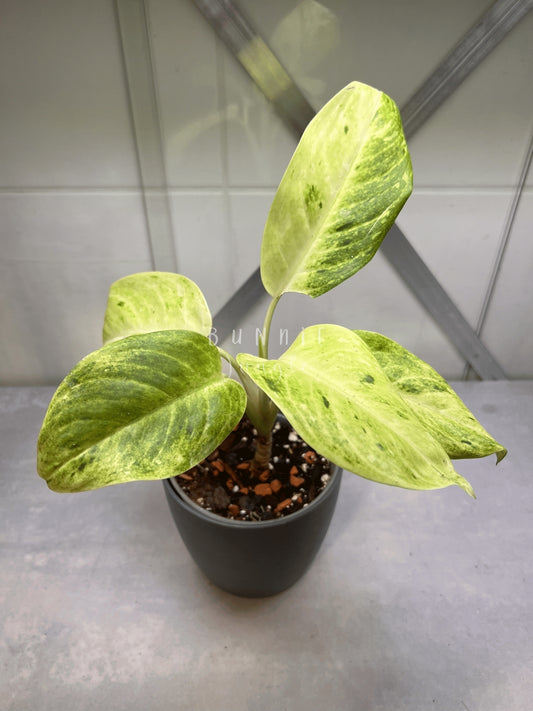 Aglaonema Sundrop Nr.2