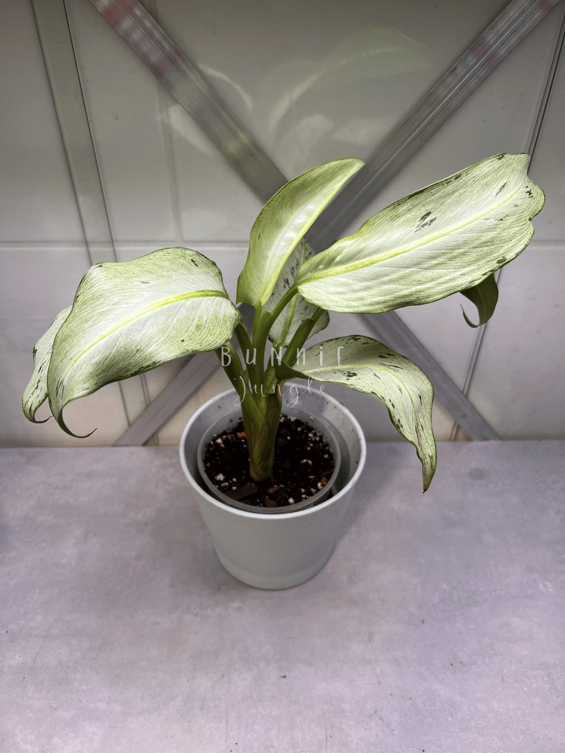 Dieffenbachia Moonshine Nr. 2