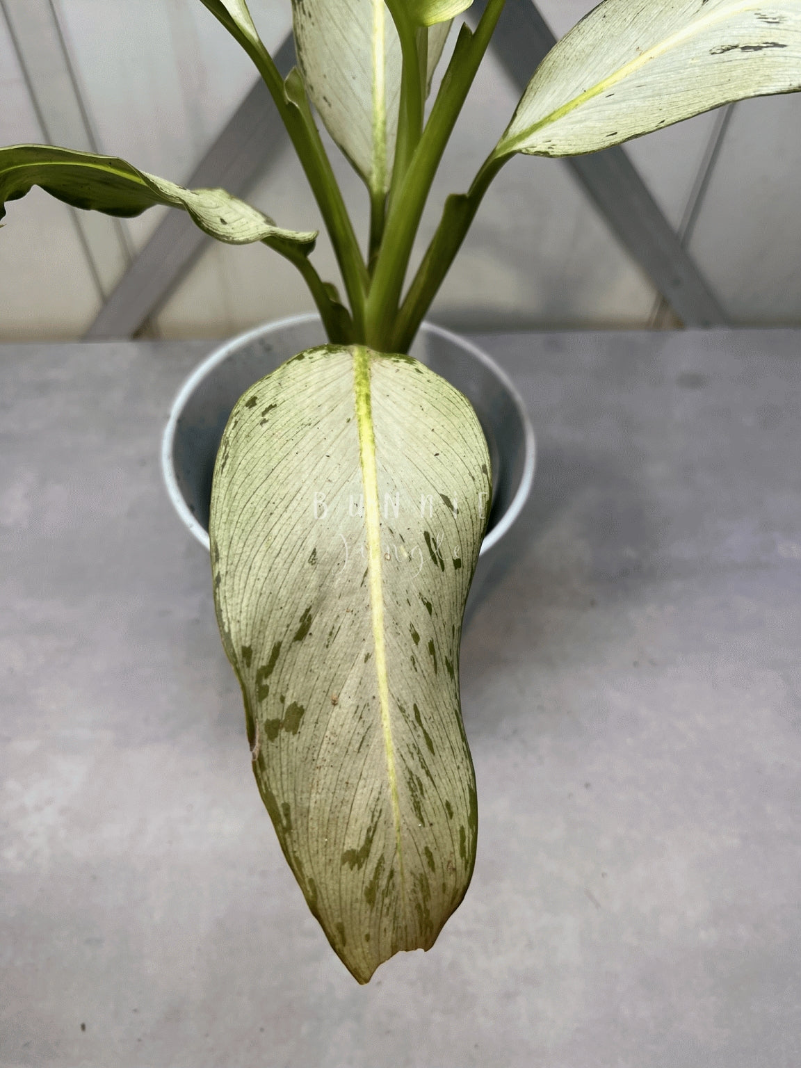 Dieffenbachia Moonshine Nr. 2