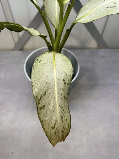 Dieffenbachia Moonshine Nr. 2