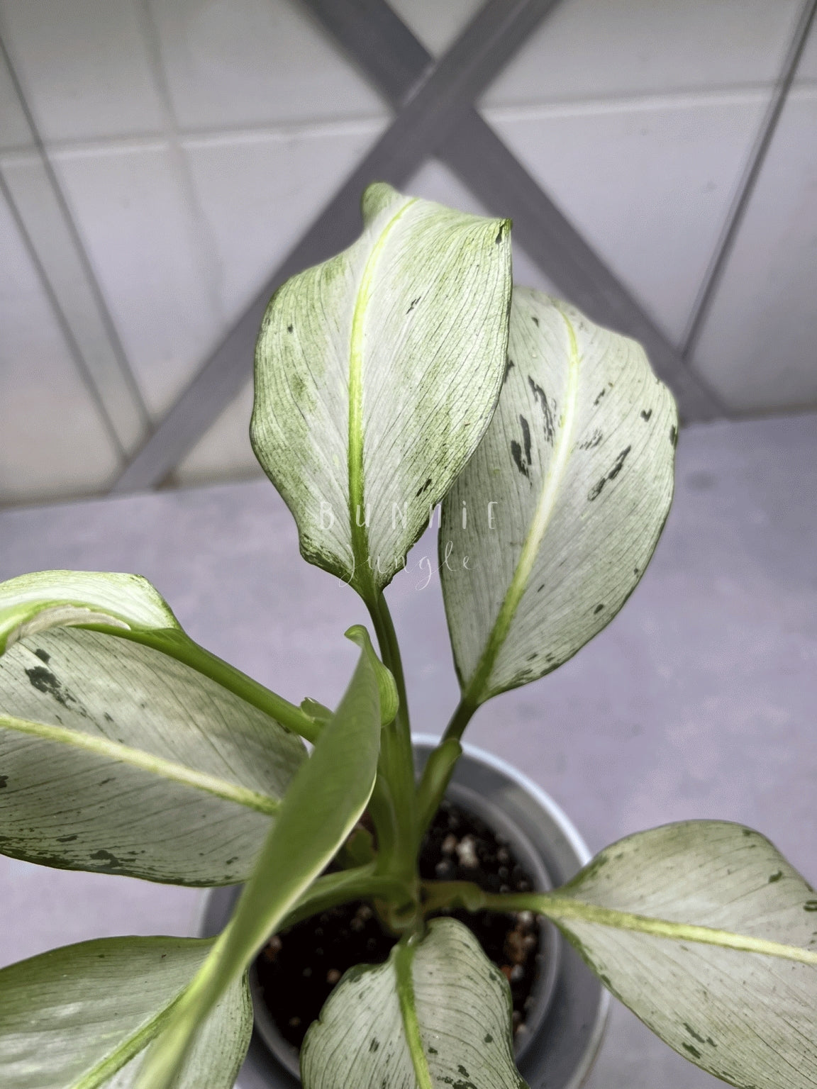 Dieffenbachia Moonshine Nr. 2