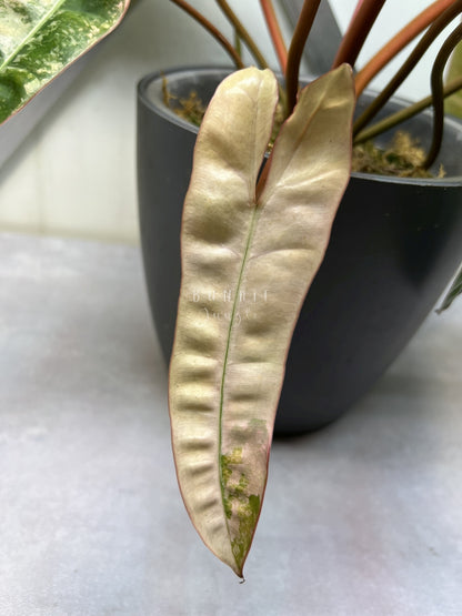 Philodendron Billietiae Varigeta