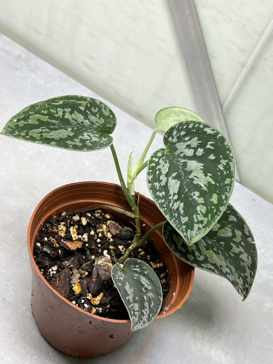 Scindapsus  Tricolor