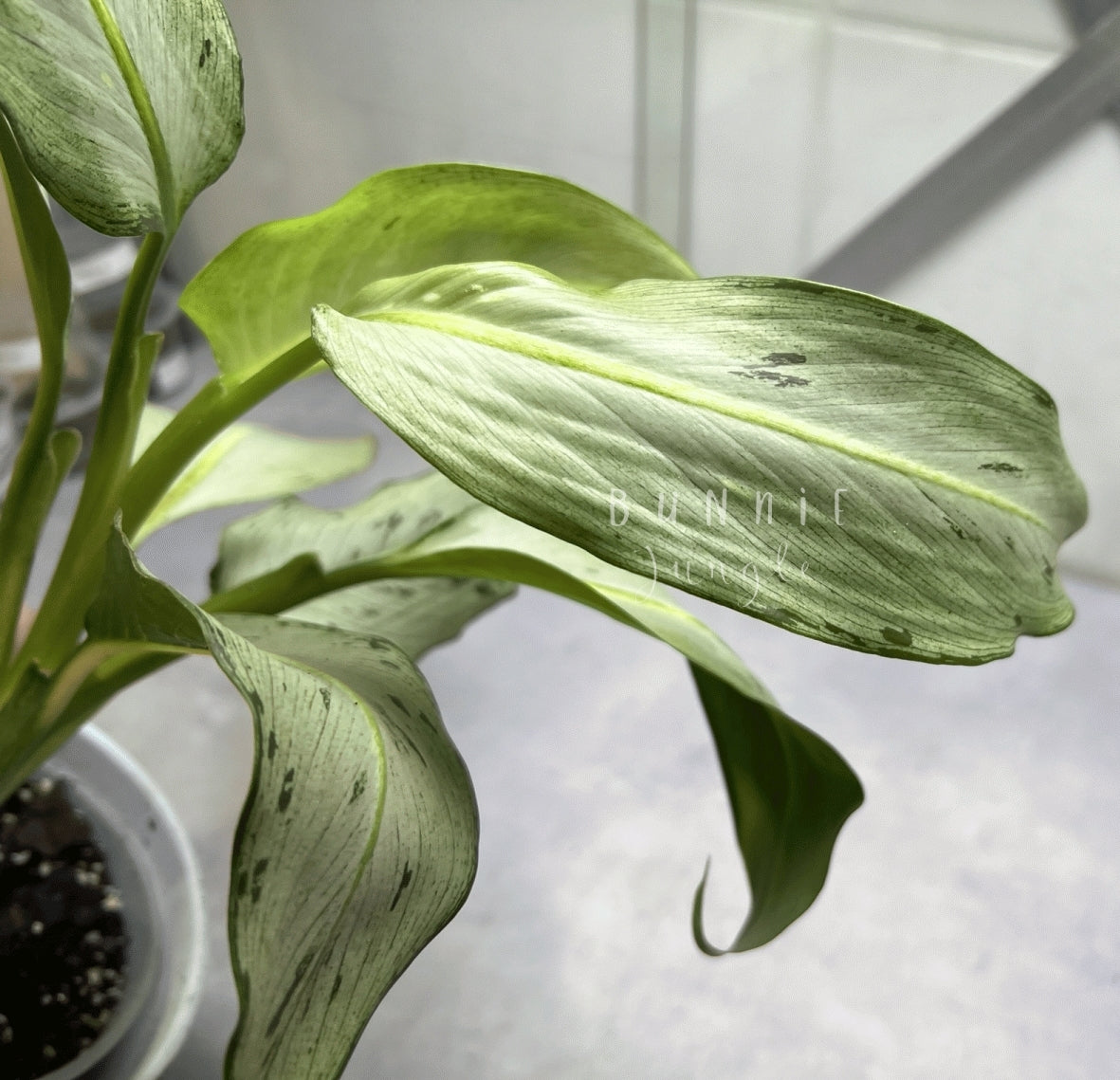 Dieffenbachia Moonshine Nr. 2