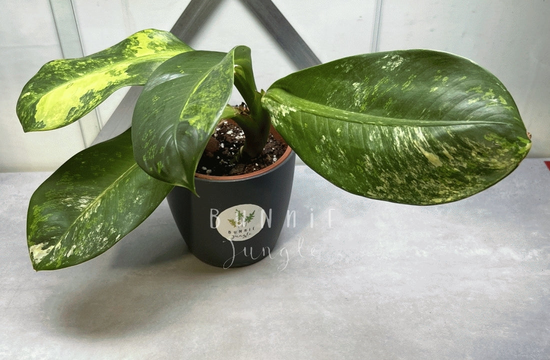 Dieffenbachia Variagata