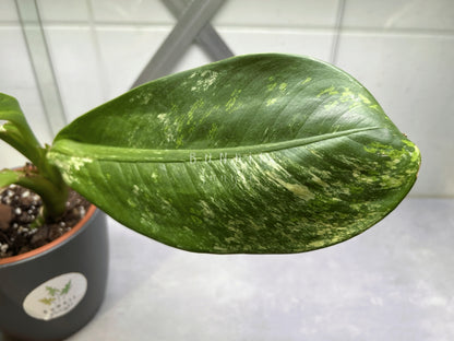 Dieffenbachia Variagata