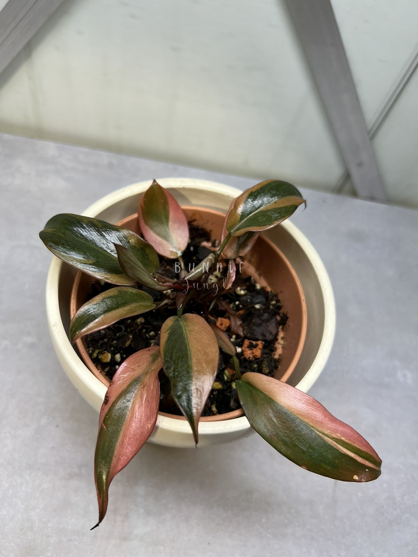 Philodendron Black Cardinal Variegata