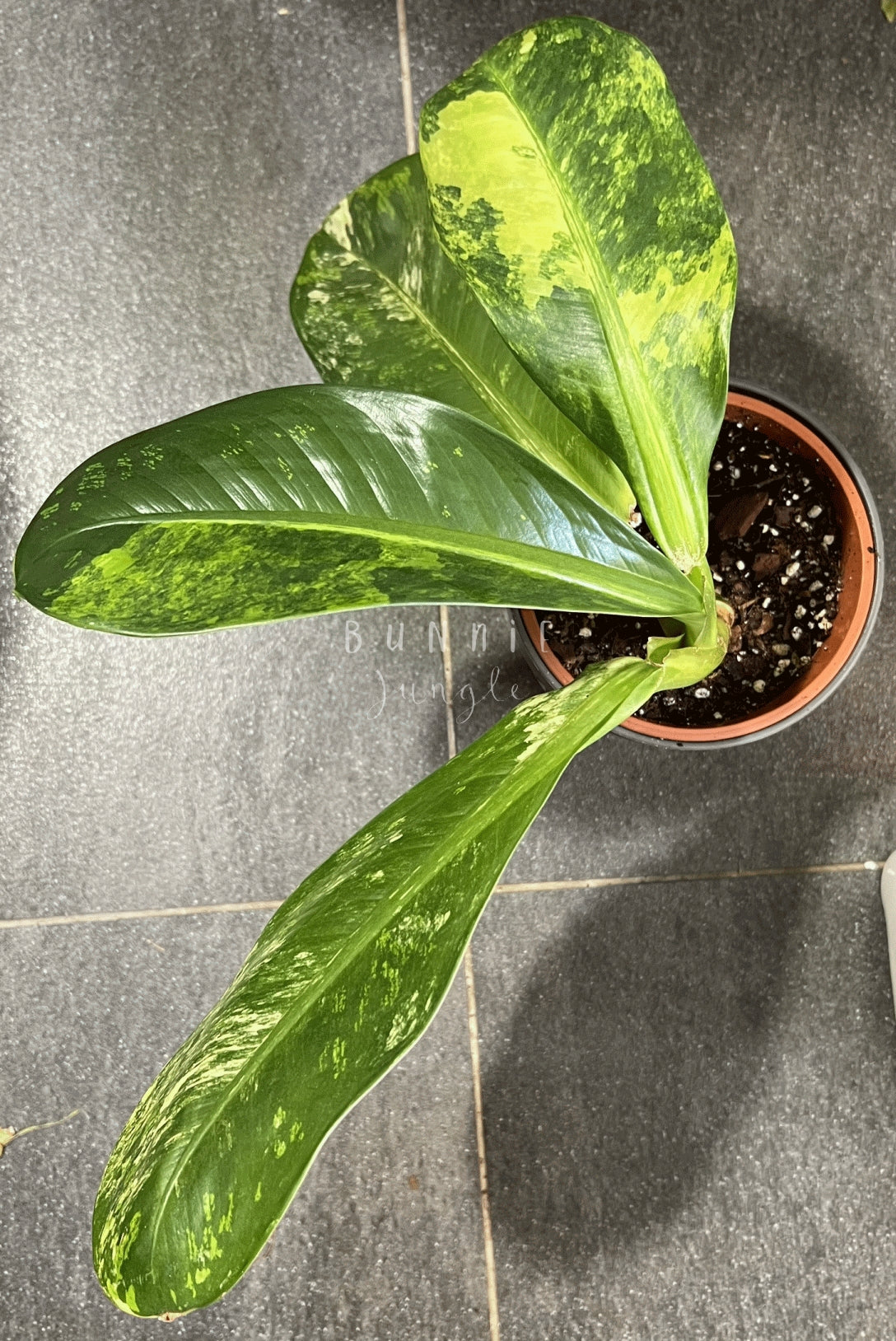 Dieffenbachia Variagata