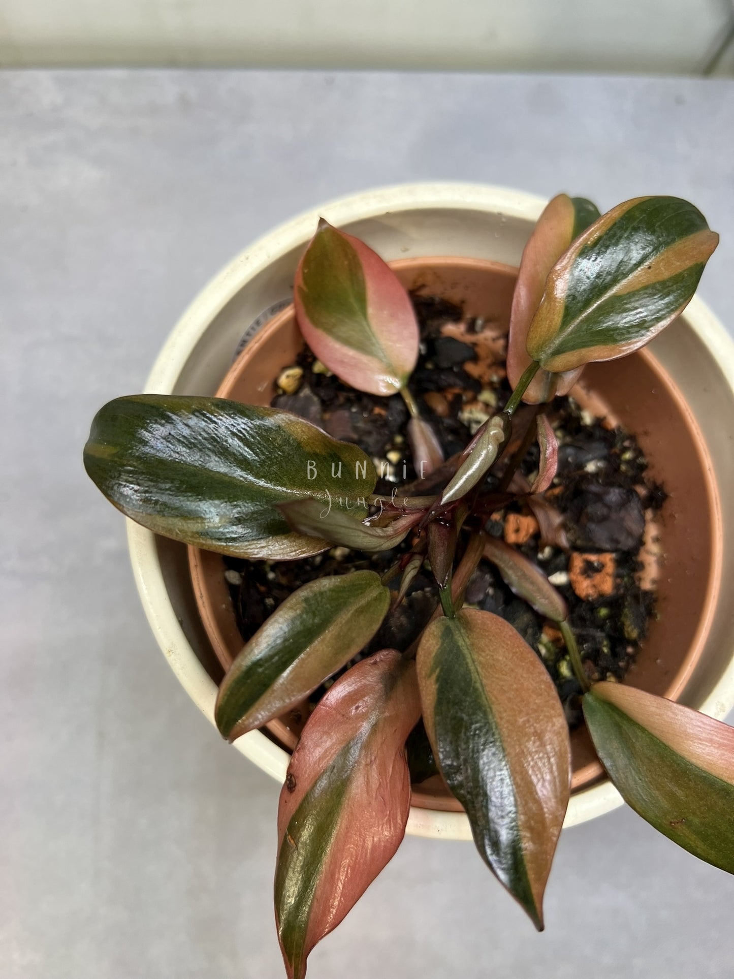 Philodendron Black Cardinal Variegata