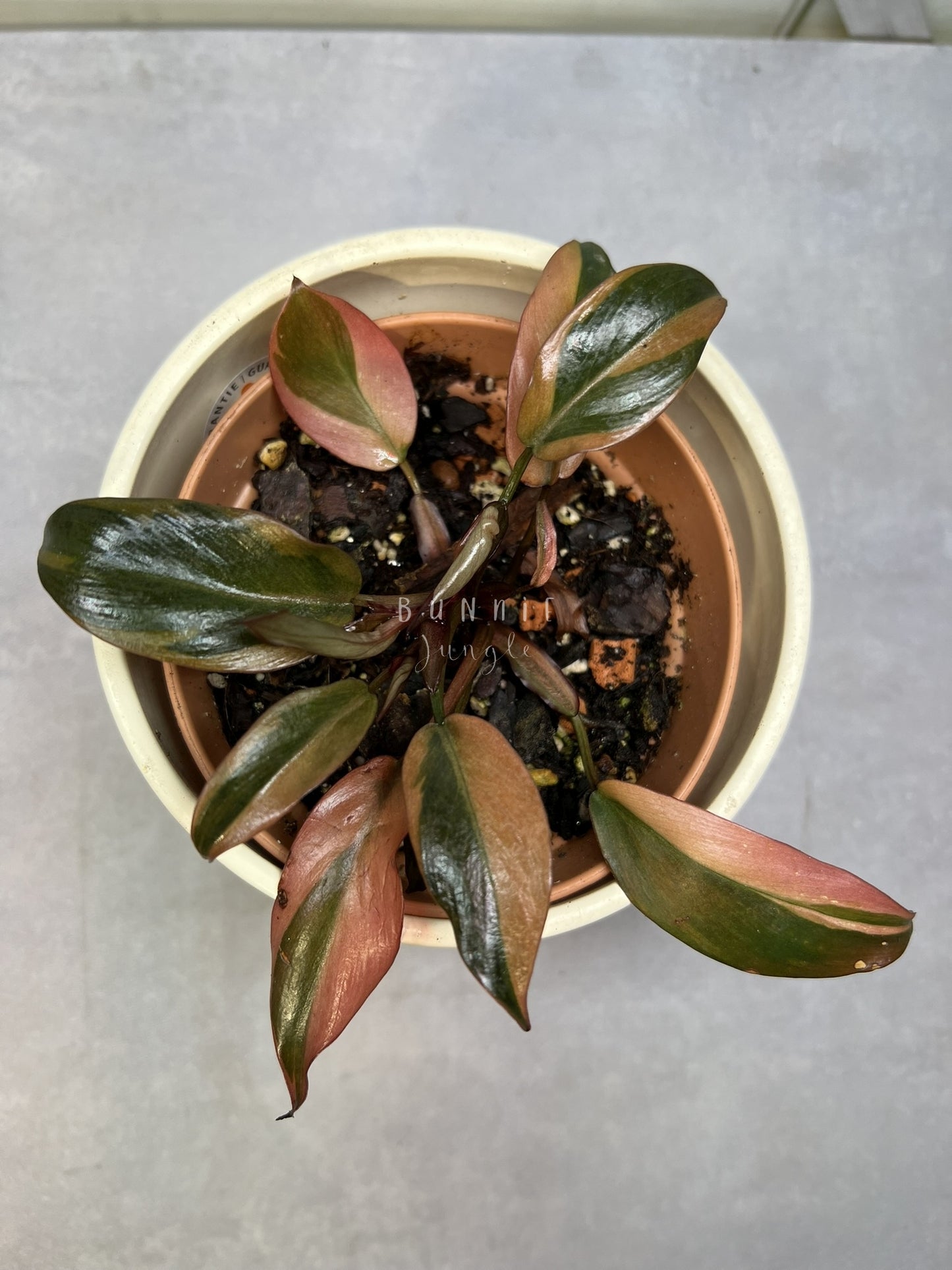 Philodendron Black Cardinal Variegata