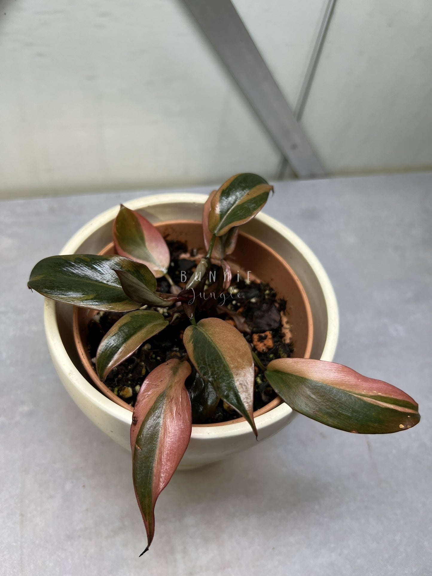 Philodendron Black Cardinal Variegata