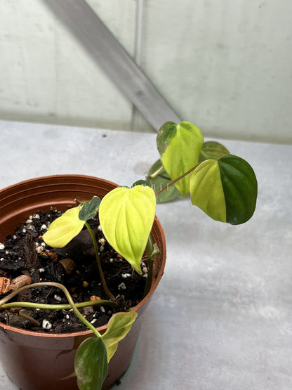Philodendron Micans Variegata Nr. 1